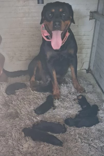 Cuccioli rottweiler  | Foto 3