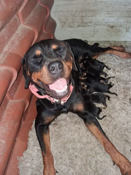 Cuccioli rottweiler  | Foto 2