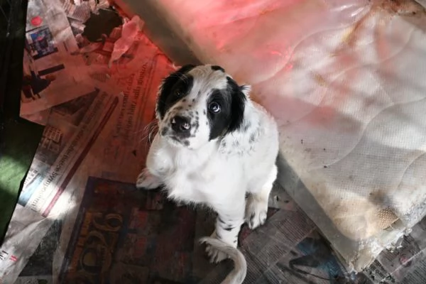 cuccioli di setterspringer