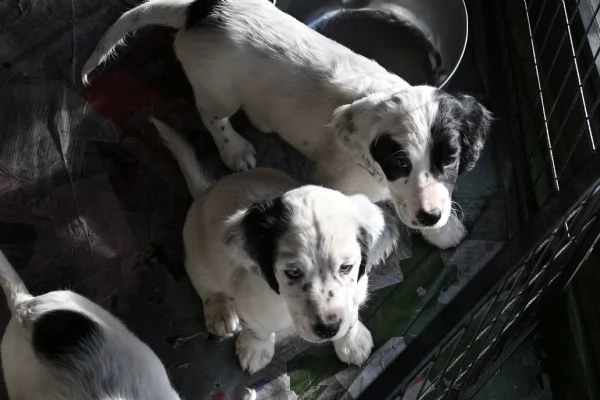 cuccioli di setterspringer | Foto 2