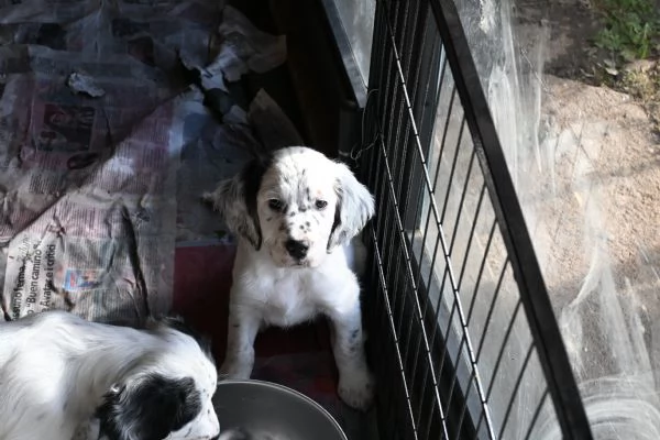 cuccioli di setterspringer | Foto 1