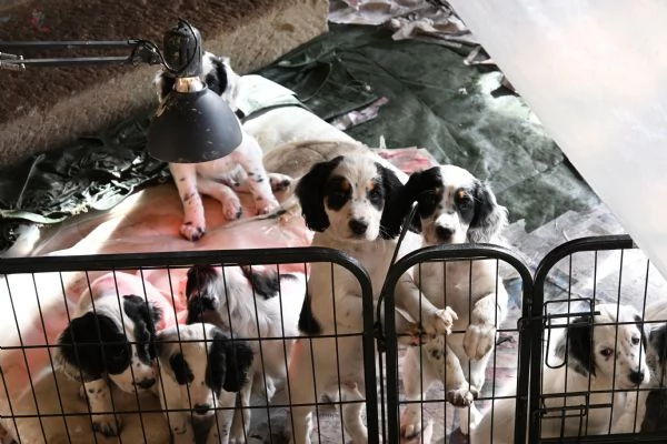 cuccioli di setterspringer | Foto 0
