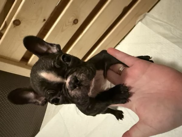 Cucciolo Bulldog Francese  | Foto 2