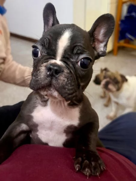 Cucciolo Bulldog Francese  | Foto 1