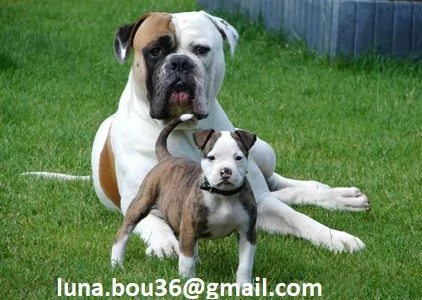 Regalo Cuccioli pitbull Disponibili bellissimi cuccioli di pitbull genitori visibili i cuccioli so