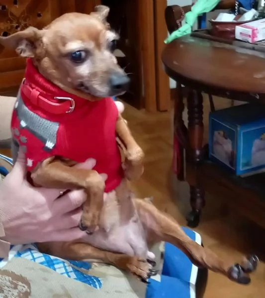 Titta adozione del cuore | Foto 1