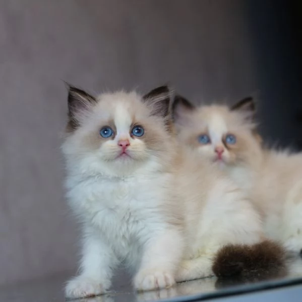 Cuccioli ragdoll | Foto 2