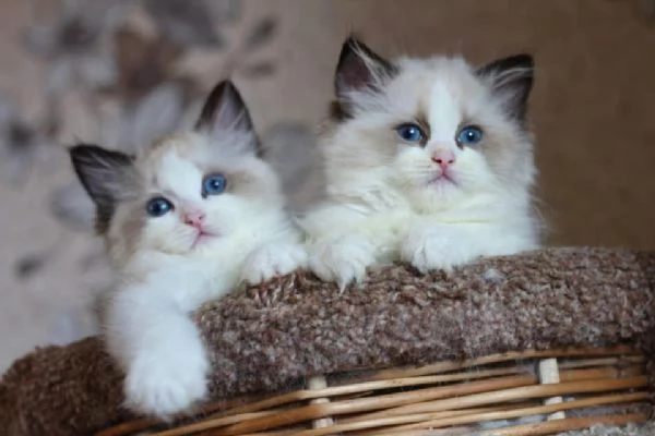 Cuccioli ragdoll | Foto 1