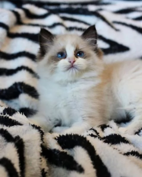 Cuccioli ragdoll