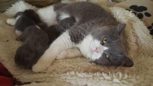 Cuccioli British Shorthair | Foto 2