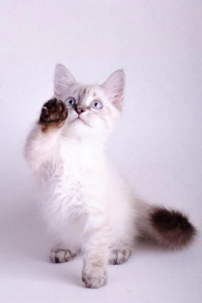 Cuccioli Di Munchkin | Foto 2