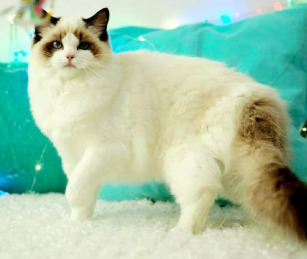 Cuccioli ragdoll con Pedigree | Foto 1