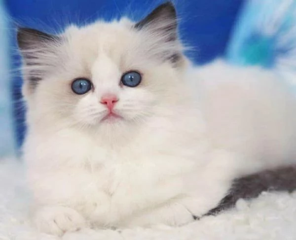 Cuccioli ragdoll con Pedigree