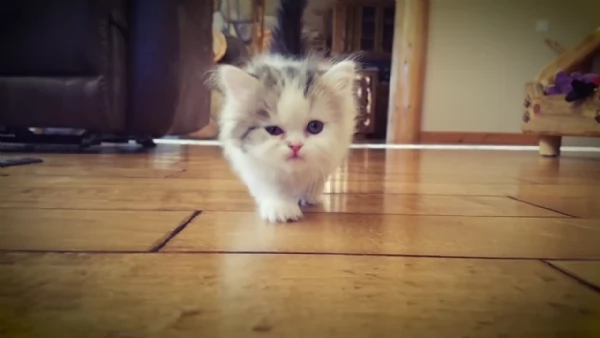 Cuccioli Munchkin | Foto 2