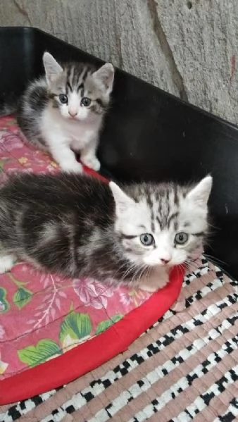 Cuccioli Munchkin | Foto 1