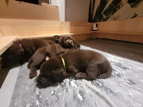 Cuccioli di labrador retriever chocolate