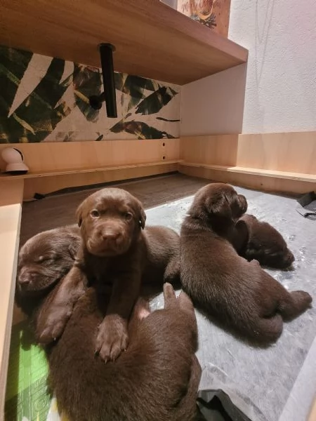 Cuccioli di labrador retriever chocolate | Foto 1