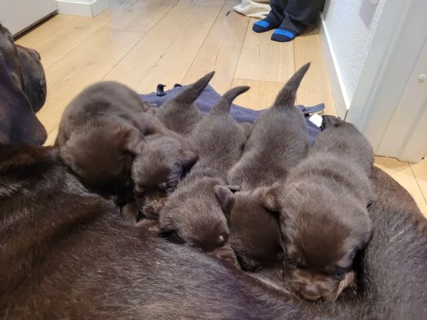 Cuccioli di labrador retriever chocolate | Foto 0