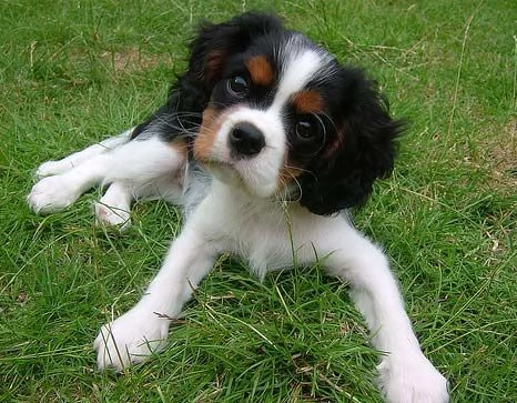  CAVALIER KING