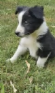 REGALO BORDER COLLIE 