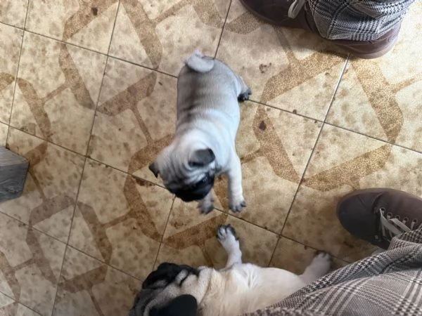 Vendo cucciolo di carlino | Foto 3