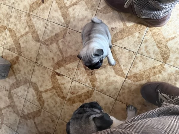 Vendo cucciolo di carlino | Foto 2