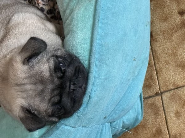 Vendo cucciolo di carlino | Foto 1