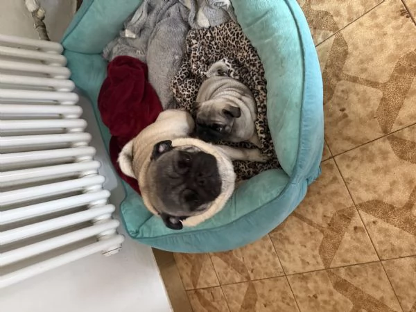 Vendo cucciolo di carlino | Foto 0