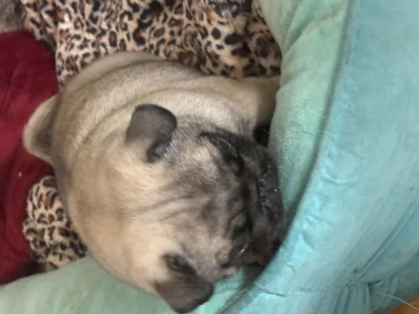 Vendo cucciolo di carlino