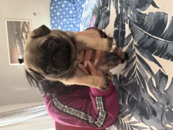 Vendo cucciolo di carlino | Foto 2