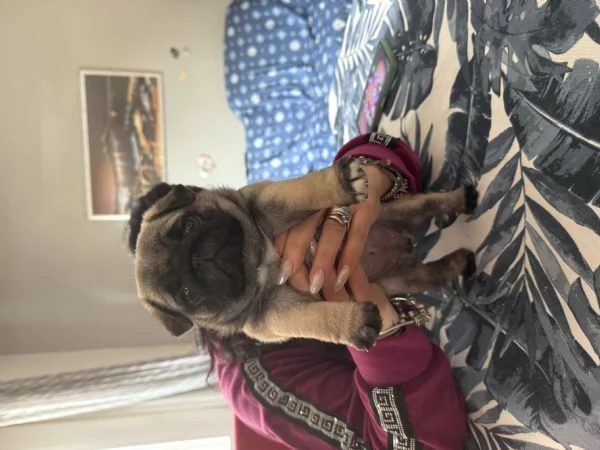 Vendo cucciolo di carlino | Foto 0