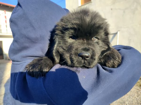 Splendidi cuccioli di Terranova