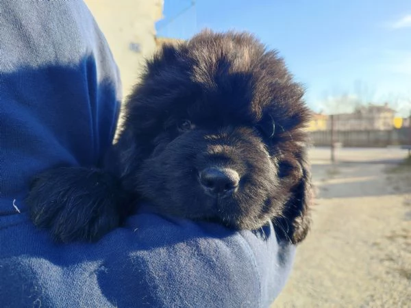 Splendidi cuccioli di Terranova | Foto 6