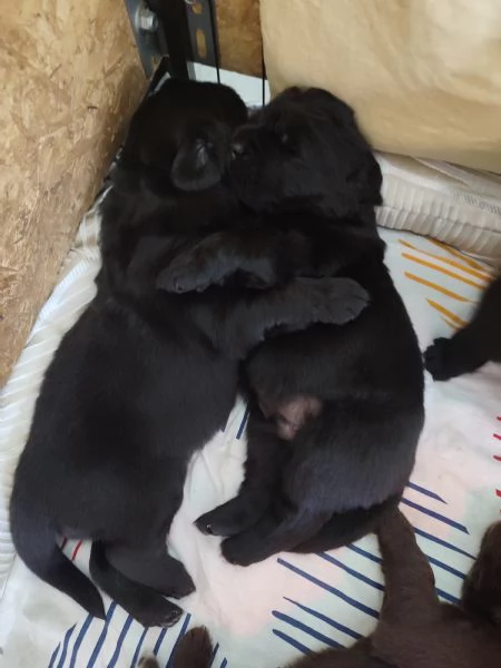 Splendidi cuccioli di Terranova | Foto 5