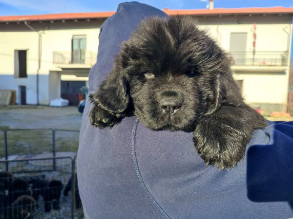 Splendidi cuccioli di Terranova | Foto 4