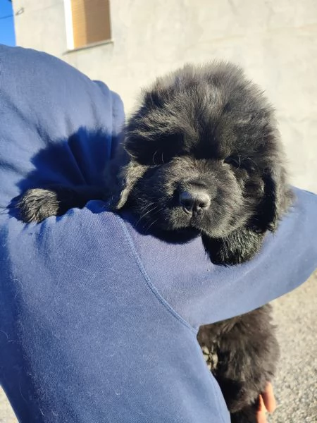 Splendidi cuccioli di Terranova | Foto 3