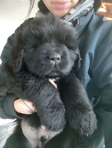 Splendidi cuccioli di Terranova | Foto 2