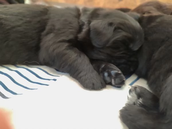 Splendidi cuccioli di Terranova | Foto 1