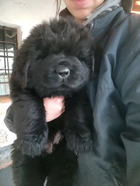 Splendidi cuccioli di Terranova | Foto 0