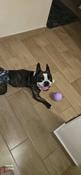 Boston terrier  | Foto 1