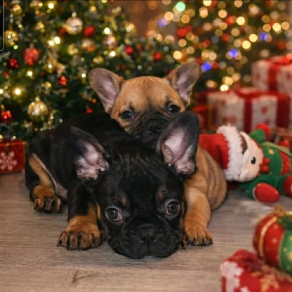 Bulldog Francese  Bellissimi Cuccioli | Foto 1