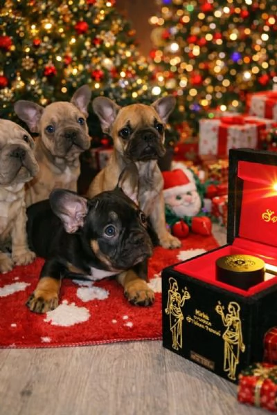 Bulldog Francese  Bellissimi Cuccioli | Foto 0
