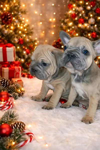 Bulldog Francese  Bellissimi Cuccioli
