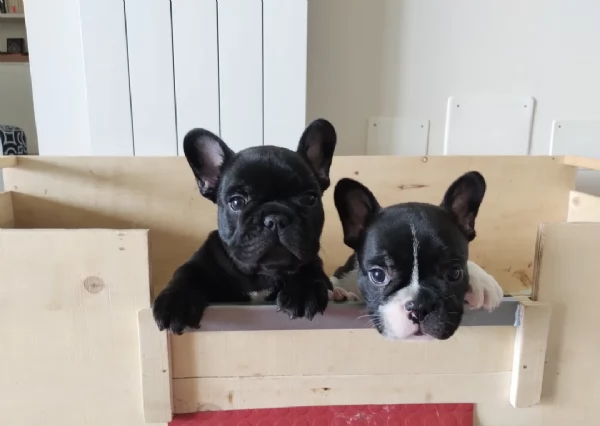 Cuccioli di Bulldog Francese