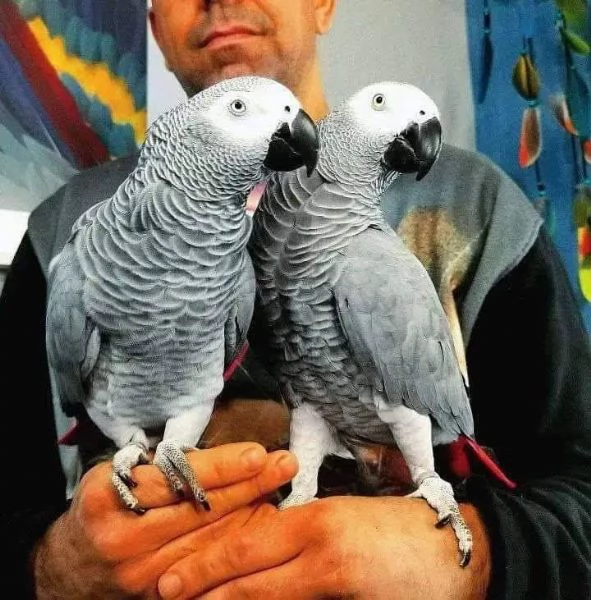 Pappagallo Cenerino Psittacus erithacus | Foto 3