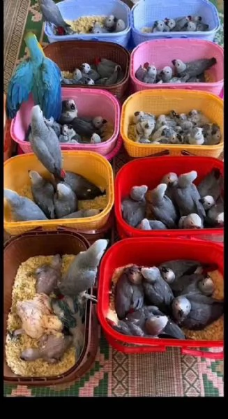 Pappagallo Cenerino Psittacus erithacus | Foto 2