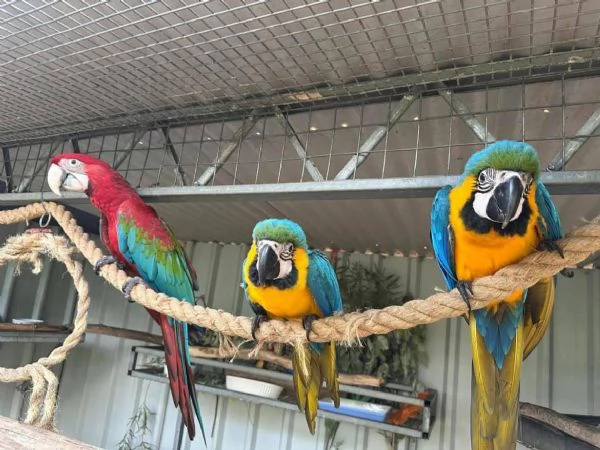 Pappagallo Cenerino Psittacus erithacus | Foto 1