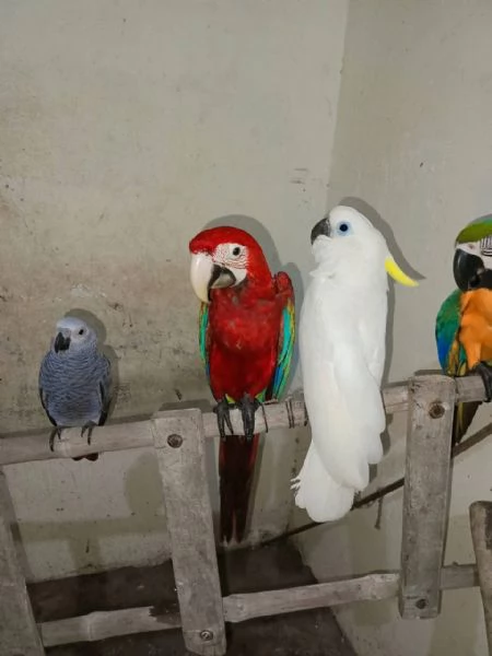 Pappagallo Cenerino Psittacus erithacus | Foto 0