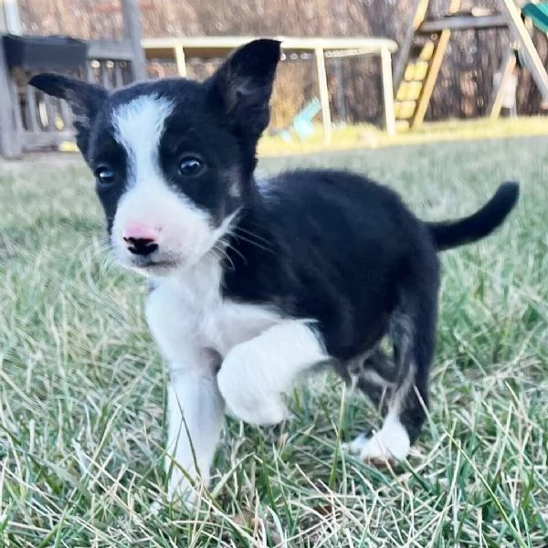 Regalo border collie cuccioli maschio e femmina