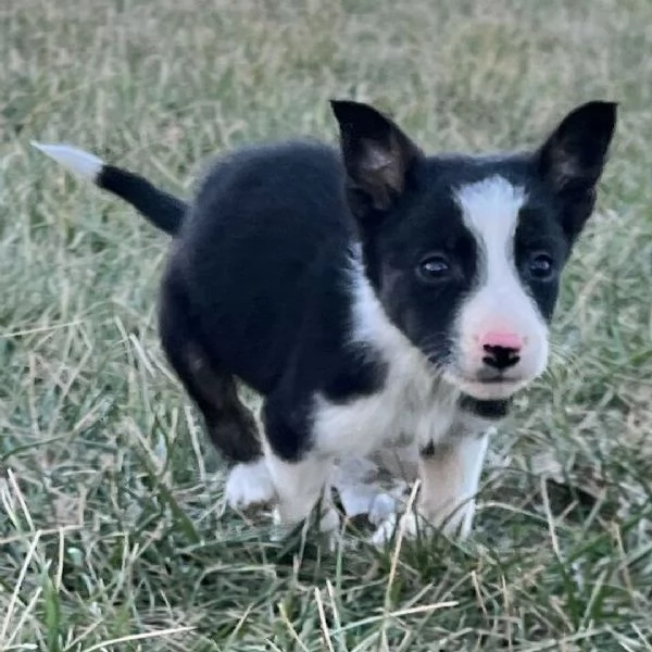Regalo border collie cuccioli maschio e femmina | Foto 0